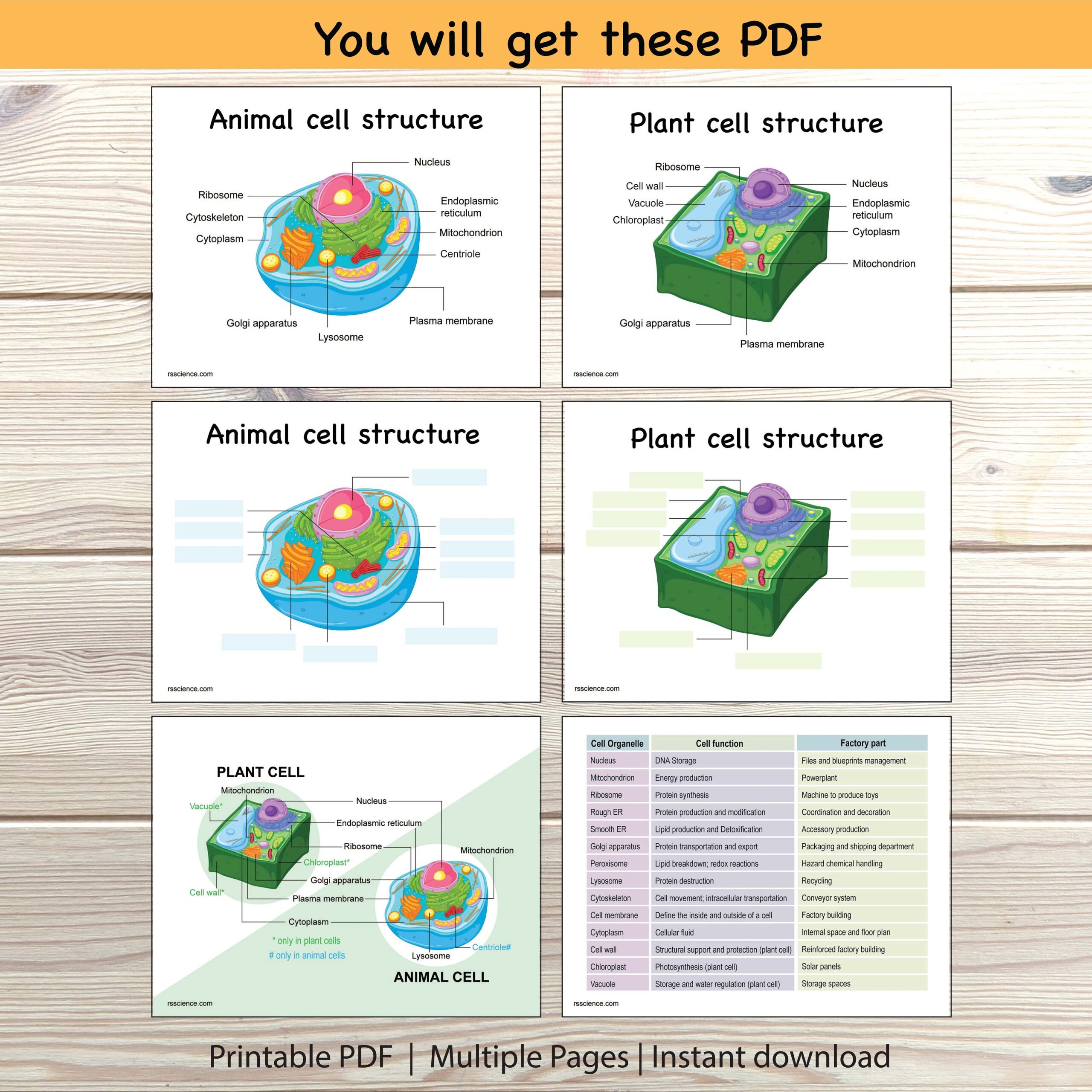 Plants And Animal Cells Worksheets Printables Plants And Animal Cells Worksheets Printables