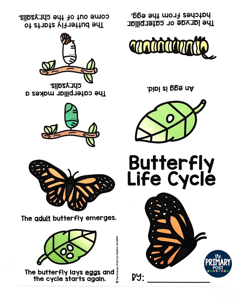 Butterfly Life Cycle Mini Book Freebie The Primary Post