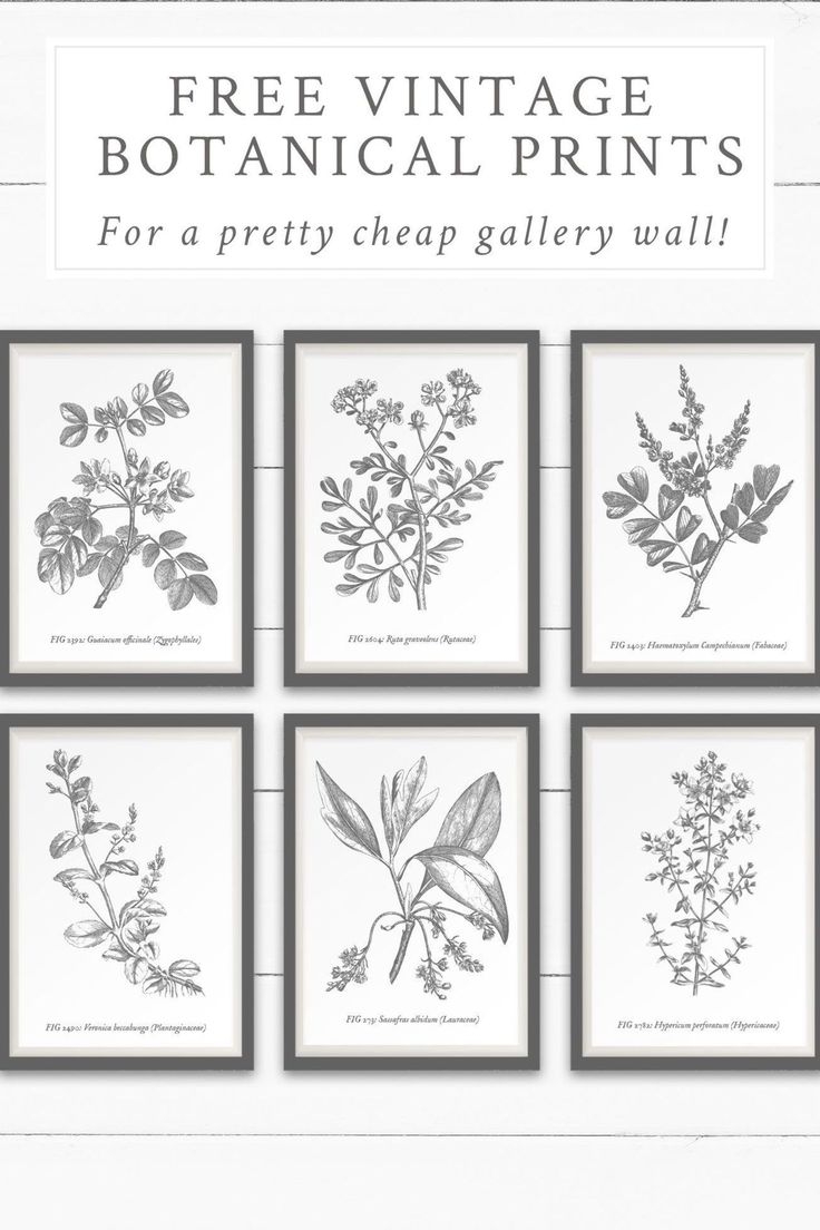 Download This Free Printable Vintage Botanical Wall Art To Create A Beautiful And Cheap Gal Free Printable Wall Art Botanical Wall Art Vintage Botanical Prints
