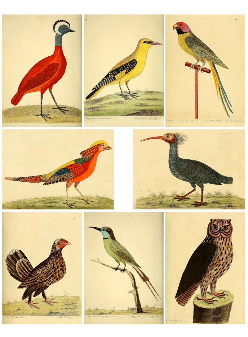 Free Printable Images Of Birds