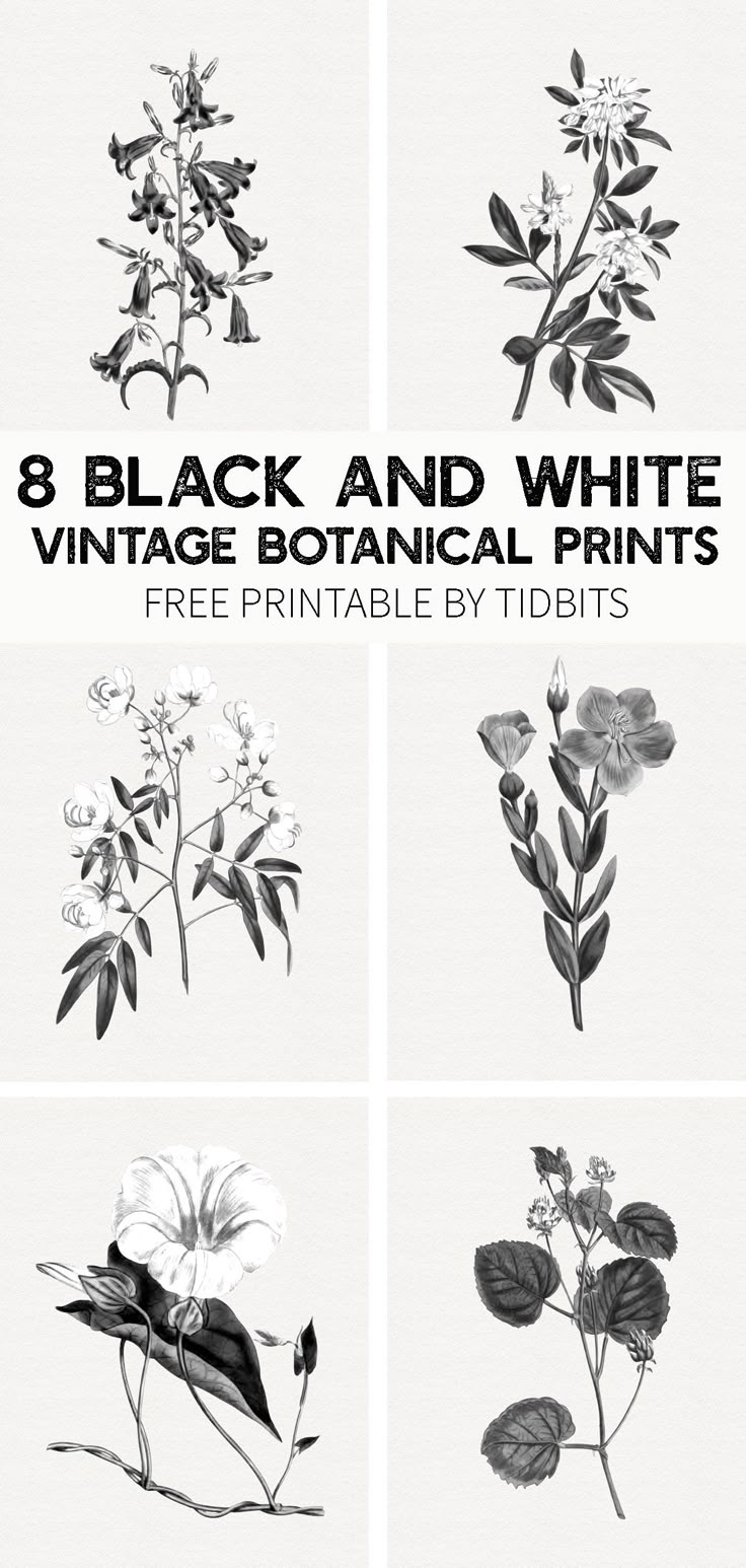 FREE Black And White Vintage Botanical Prints