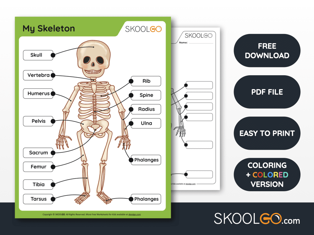 Printable Human Bone Study Worksheets