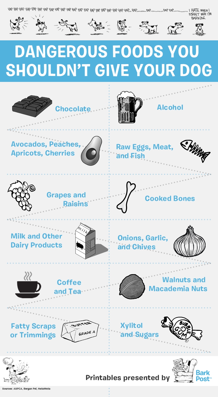 Printable Infographic Everyday Foods That Your Dog Should Avoid BARK Post