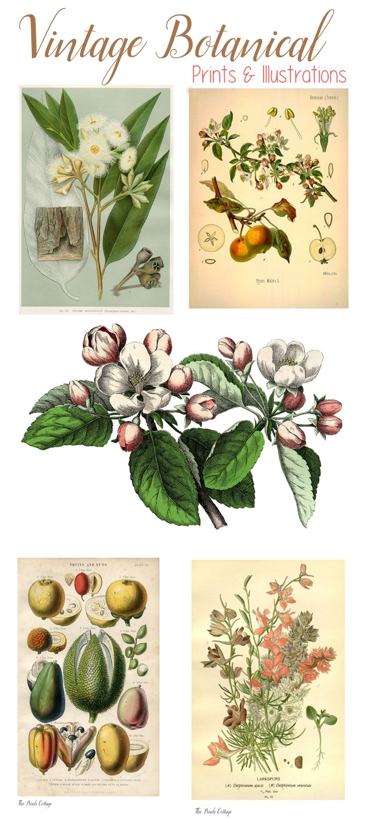 Botanical Garden Vintage Printable Prints