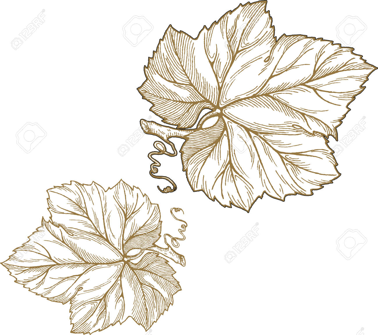 Engraving Style Illustration Of Grape Leaves Isolated On White Background Element For Design Royalty Free SVG Cliparts Vectors And Stock Illustration Image 59836394 