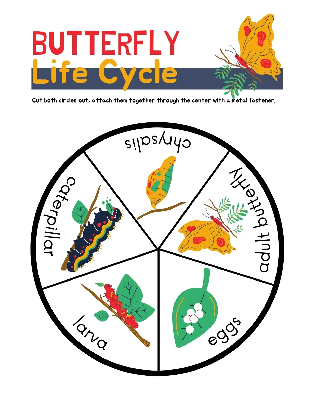 Free Printable Life Cycle Templates Free Printable Life Cycle Templates