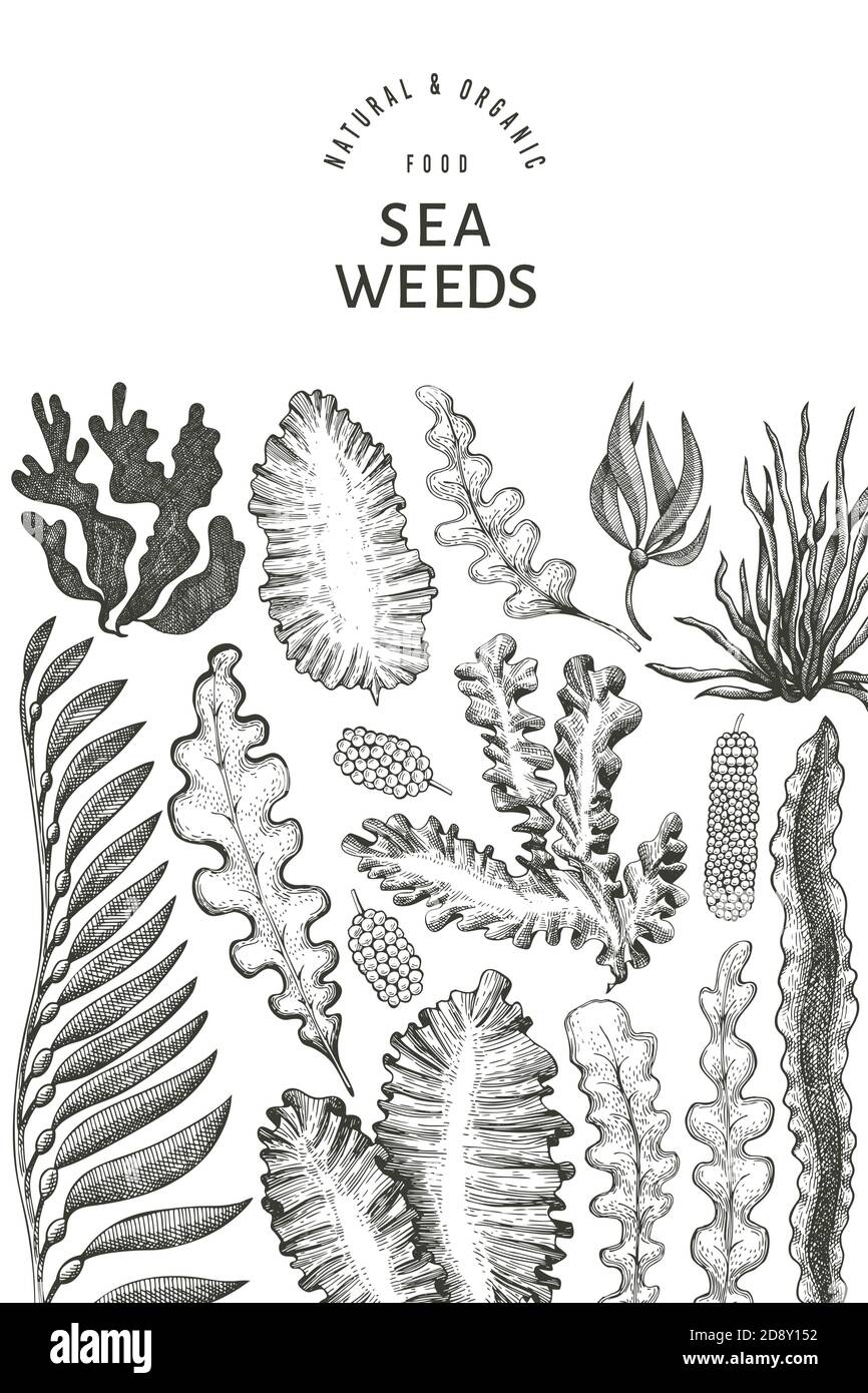Seaweed Design Template Hand Drawn Vector Seaweeds Illustration Engraved Style Sea Food Banner Retro Sea Plants Background Stock Vector Image Art Alamy
